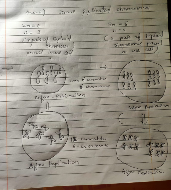 Ano-u) Draw Replicated chromosomes 2n = 6 n=3 (3 pair of Replaid Chromorés present in are call TA 3n = 6 n=2 C 2 pair of chro