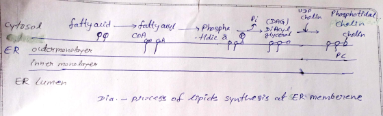 UDP chol Pi cytosol fatty and fatty ace - Phospha – - tidic a ogo Phosphotidal. Cholin cholen ooo (DAG) Dittle ooo COA glycer