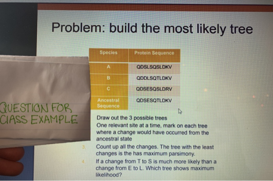 Problem: build the most likely tree Species Protein Sequence QDSLSQSLDKV QDDLSQTLDKV QDSESQSLDRY QDSESQTLDKV Ancestral Sequen