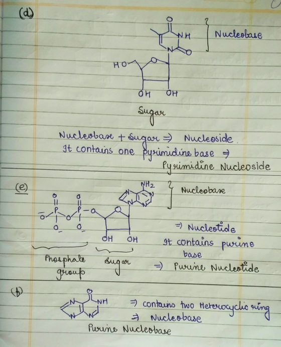 (d) 05 NH Nucleobase o HO OH OH Sugar Nucleobase + sugar = Nucleoside It contains one Sysimidine base → Pyrimidine Nucleoside