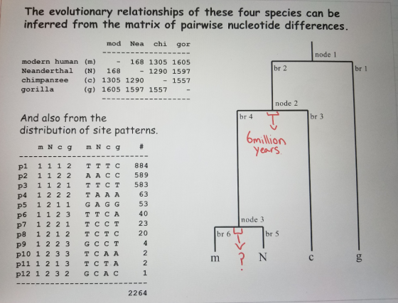 The evolutionary relationships of these four species can be inferred from the matrix of pairwise nucleotide differences. mod
