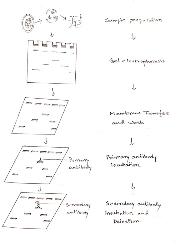 @709934-55 Sample preparation Sample preparation HET Geleleetrophoresis Membrane T and wash - Primary Primary antibody incuba
