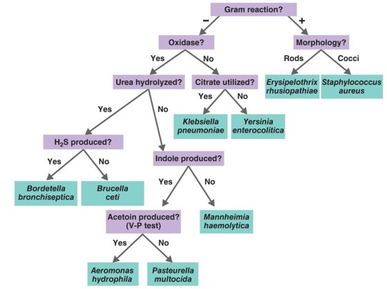 Gram reaction? Oxidase? Morphology? Yes No Rods Cocci Urea hydrolyzed? Citrate utilized? Yes Erysipelothrix Staphylococcus rh