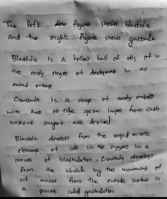 va The left daro figure I showes blastula and the right figure shows gastula Blastula is a hollow ball of cells of in the ear