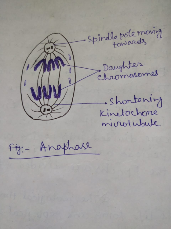 spindle pole moving towards Daughter Chromosomes Shortening kinetochore microtubule Figi - Anaphase