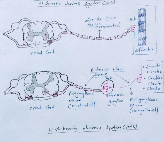 a) 20ma ttc Joaic Motr ch Cuson Cmyelinate) Spinal Card effector Autenoric te ·Snooth rtusele% Neisun . Gland a ana lioni Huu