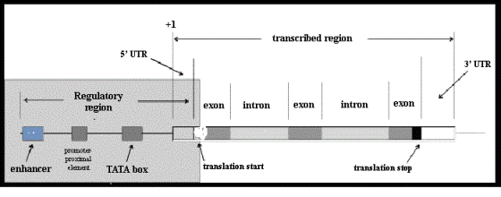 transcribed region 5 UTR 3 UTR Regulatory region exon intron exon intron exon promoter prochmal element enhancer TATA box t