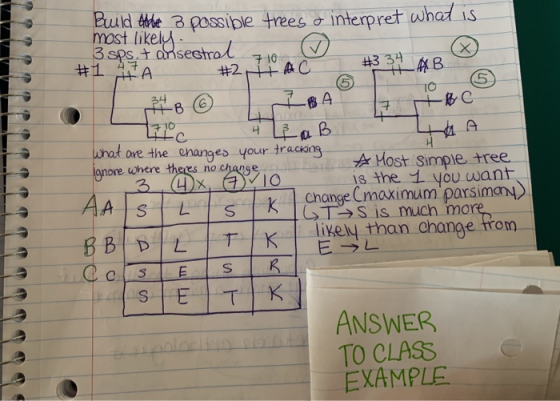 Build Alle 3 possible trees & interpret what is most likely. 3 sps. + ansestral #1 A 2 AC #334_AB 34. 7 10 5 + 16 HBC 1 EB (6