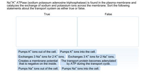 Na^+/K^+ ATPase (sodium potassum adenosine triphos