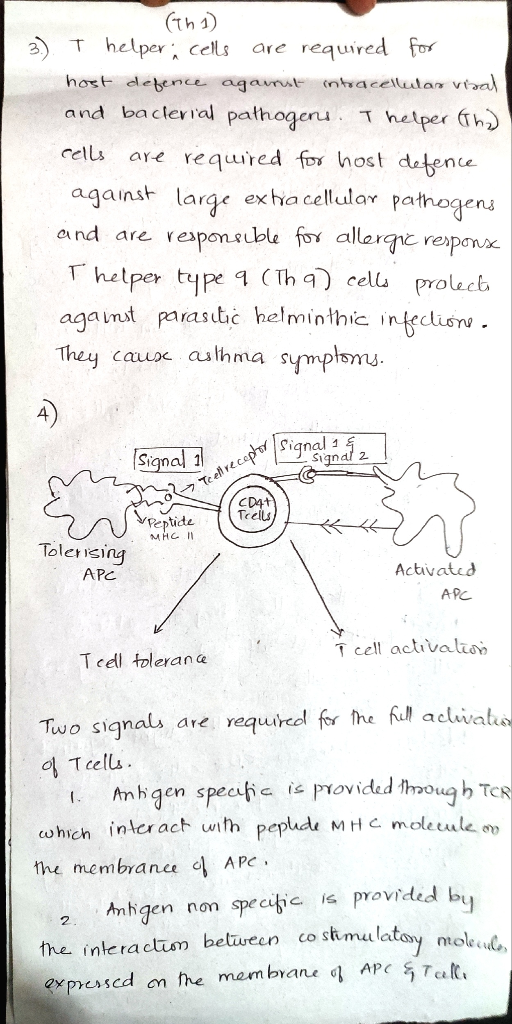 (Th1) 3). T helper i cells are required for host defence against intracellular viral and baderial pathogens. I helper (no) ce