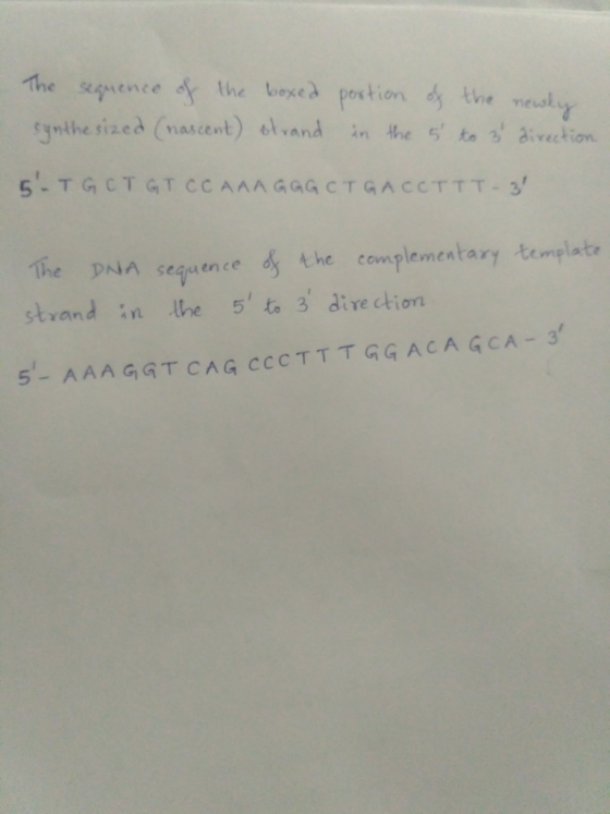 The sequence of the boxed synthesized (nascent) strand - portion in the of the newly s to 3 direction STGCT GT CC AAAGGG CT