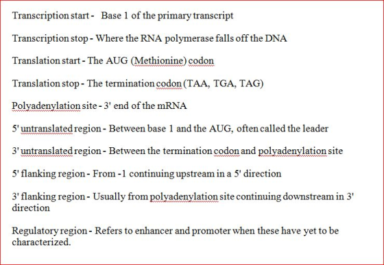 Transcription start - Base 1 of the primary transcript Transcription stop - Where the RNA polymerase falls off the DNA Transl