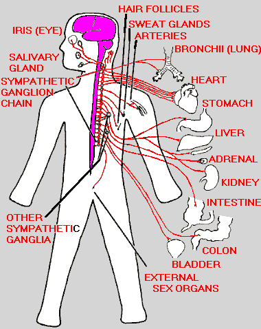 HAIR FOLLICLES SWEAT GLANDS ARTERIES IRIS (EYE) BRONCHII (LUNG) SALIVARY GLAND SYMPATHETIC GANGLION CHAIN HEART STOMACH LIVER