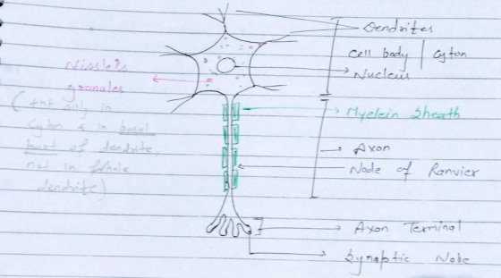 Gendnt Cell Aycein heath Node 어 nvier