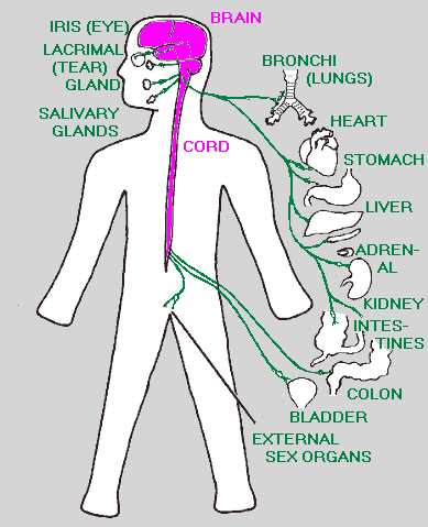 BRAIN IRIS (EYE LACRIMAL (TEAR) GLAND BRONCHI (LUNGS) SALIVARY HEART GLANDS CORD STOMACH LIVER ADREN- AL KIDNEY INTES- TINES