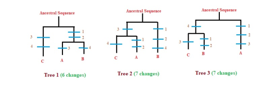 Ancestral Sequence Ancestral Sequence Ancestral Sequence An + + + + + + + T A B Tree 1 (6 changes) Tree 2 (7 changes) Tree 3