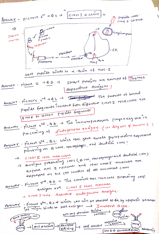 Q.1 class I a chain picture est Answer a E si peptide - the 27 сің терія menn <rch Love piasnya La Menth pronin 186 frece Ubi