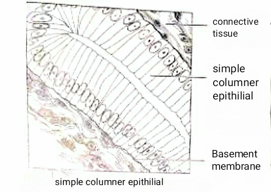 000000 connective tissue simple columner epithilial Basement membrane simple columner epithilial