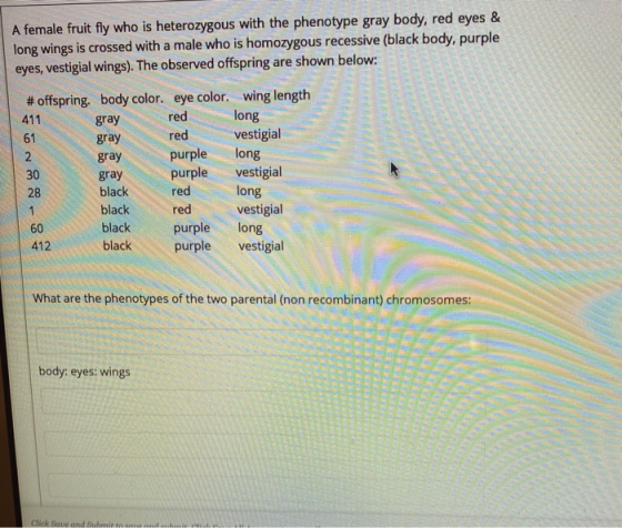 A female fruit fly who is heterozygous with the phenotype gray body, red eyes & long wings is crossed with a male who is homo