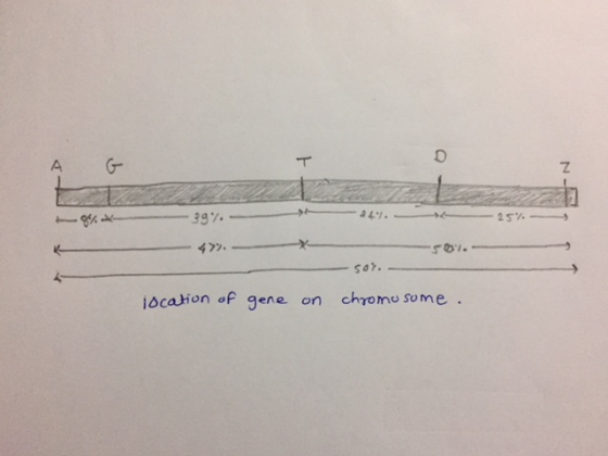 乙 477 ibcaion of gene on chromo some