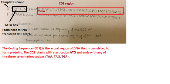 Template strand CDS region 3 ALATTTATA CA AIGGGCTGTTATCGATGCAACTGCÁTTCGCTGTATACCO, STAATGACGT TCTACATTGAC GATAAGCGACATATGCC-3