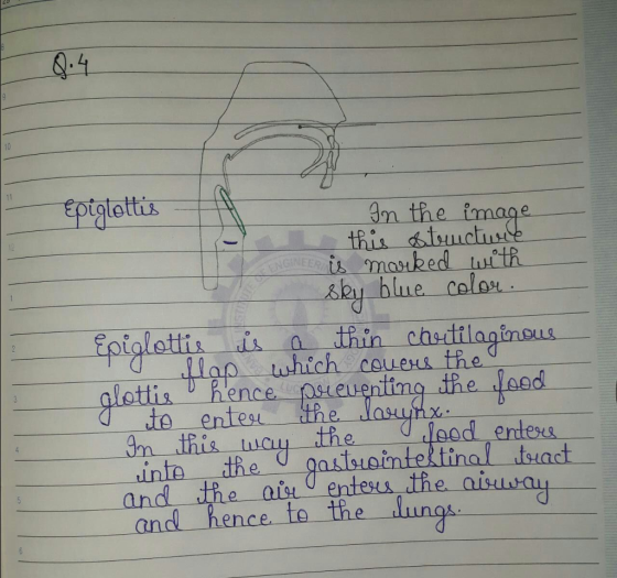 Eptgtottix 0n the image sey blue colou Epiglottis 11 o thin-chHttlaginpus lapk which couess the enting the loed enteu and the