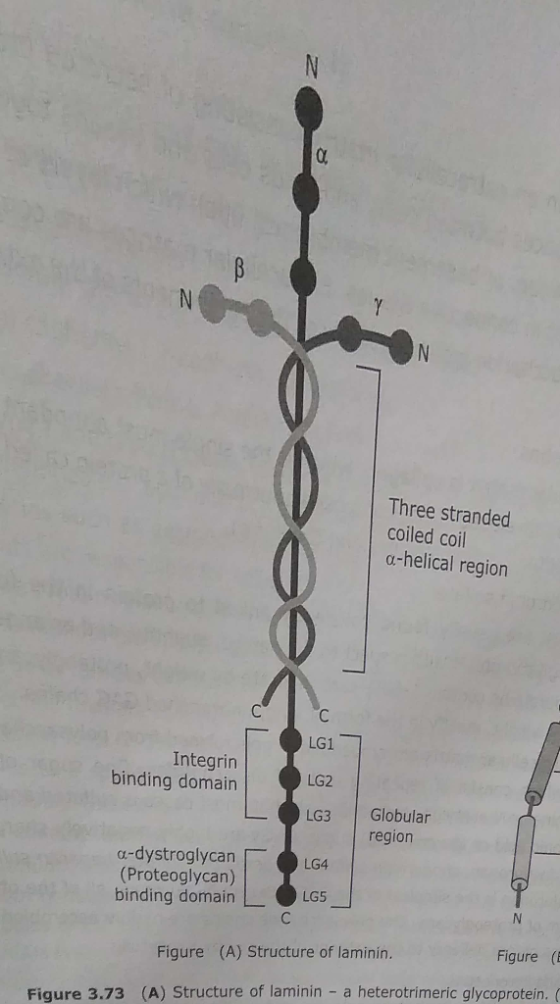 Three stranded coiled coil a-helical region LG1 LG2 LG3 Globular Integrin binding domain region a-dystroglycan (Proteoglycan)