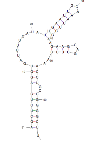 GAAG C-U-U-C G-C U-G- 60 05-06 5 -A-