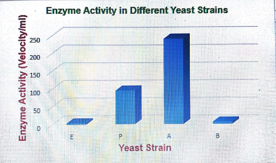 Enzyme Activity in Different Yeast Strains a200 o 100 0 50 2 Yeast Strain