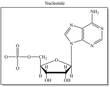 Nucleotide
NH2
N
-0—СH,
Н
Н
Н
ОН
Н
ОН
Z-
т.