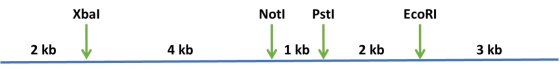 Xbal Noti Pstl EcoRI 2 kb A 4 kb 1 kb 2 kb 3 kb