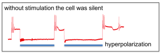 without stimulation the cell was silent Et tv hyperpolarization