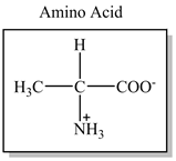 Amino Acid
Н
Н,С—с—соо
-Соо
NH3