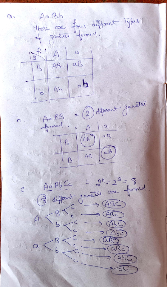 types Aa Bb There are four different of gonetes formed Ala I tot genetes Aa BB = (2) different fromed Alan c. Aa Bb Cc - 20-