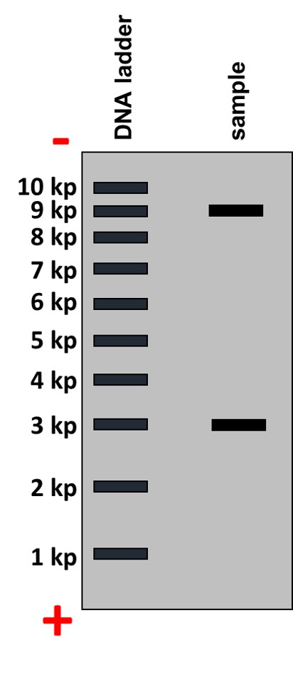 DNA ladder sample - 10 kp 9 kp 8 kp 7 kp 6 kp 5 kp 4 kp 3 kp 2 kp 1 kp +