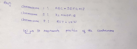 Ansa chromosome I & ABC o D E F G H I J chromosome KLMNOP.Q chromosome RSTO UVW Qo It represents position of the centromere