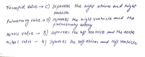 Fri cuspid Valve -> c) se paralles the right ahium ond sight venpicle Pulmonary valve →n) separates the right ventricle and t