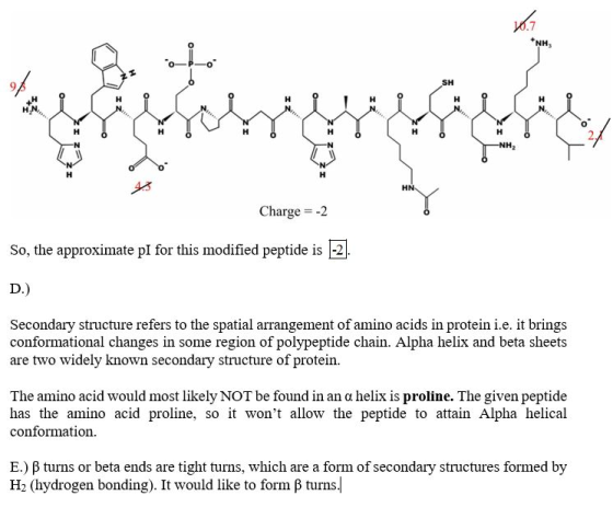 y.7 NH, SH H -NH2 HN- Charge -2 So, the approximate pI for this modified peptide is -2 D.) Secondary structure refers to the