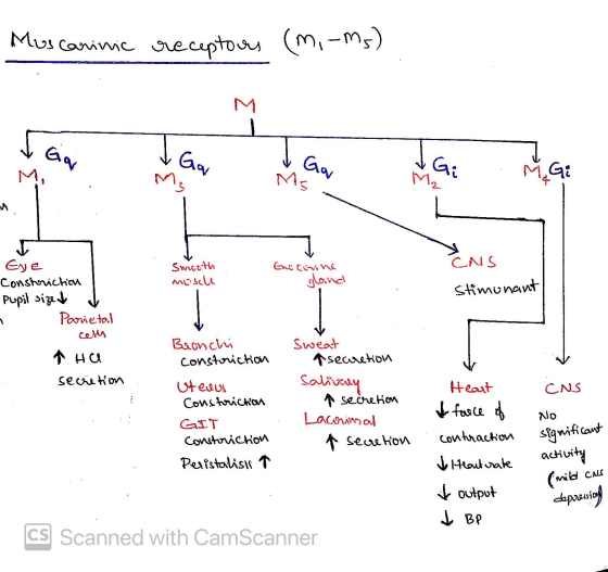 Muscarinic re receptous (m, -m5) M 터 Gor I Ga Gay Ms I Gi M. Gi M₂ 4 CNS Smooth mosche Ene covine gland Stimunant Eye Constri