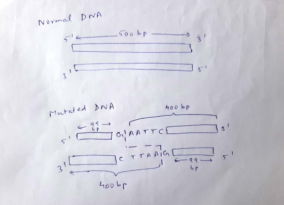 Normal DNA .500 bp - اد 400 bp Mutated DNA & aar SC GAATTCE еттері C TTA AIGT il 99 — -99- be 400 bp