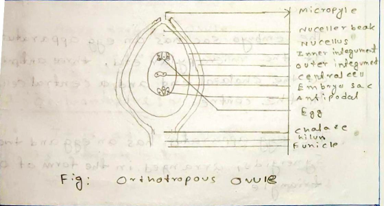 Micropyle Nuceller beak Nucellus Inner integument outer integument cene arat ce u Embayo sac Antipodal LES Egg chalare hilun