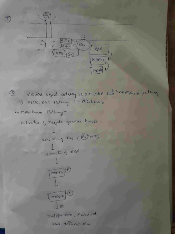 Ip daap (pas | Roe MARKKI IMArke lice mapkinan pathay Various signal pathway is activated in PIBK. Akt Pathway in plesignalin