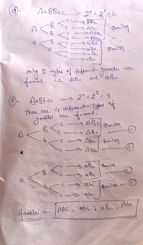 AaBBcc - 2n=2 -2. Lc. - s ABC ZB > ABC similar ABC >ABC SABC a Bcc saße saBC Similar . saße Sabc u only 2 The formed. types o