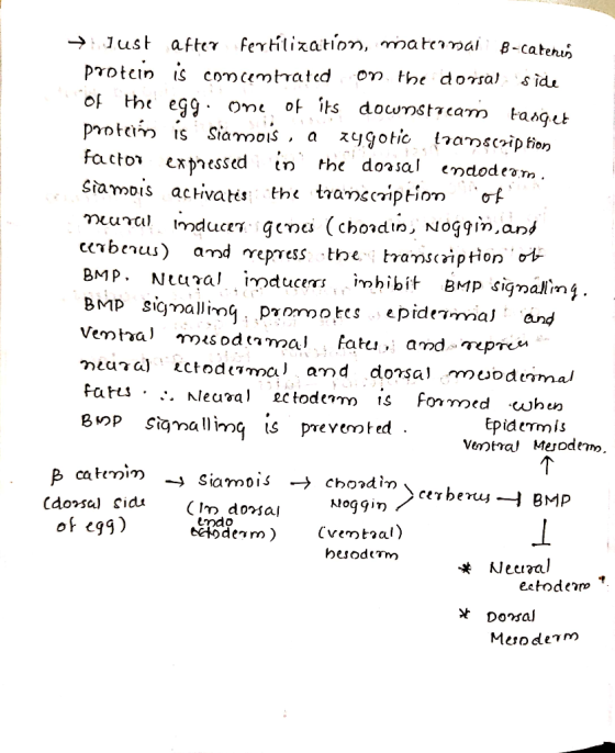 → Just after fertilization, maternai B-caterin protein is concentrated on the dorsal side of the egg. One of its downstream t