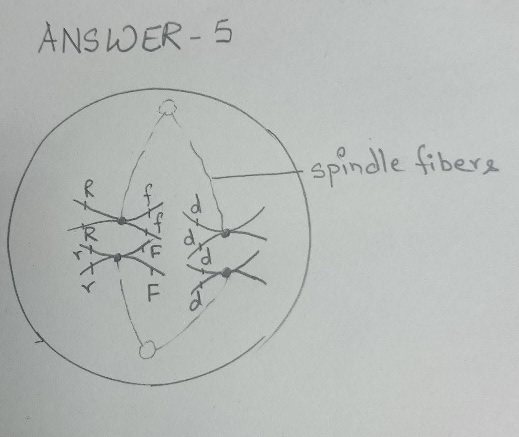 ANSIOER-5 Spindle ti bere