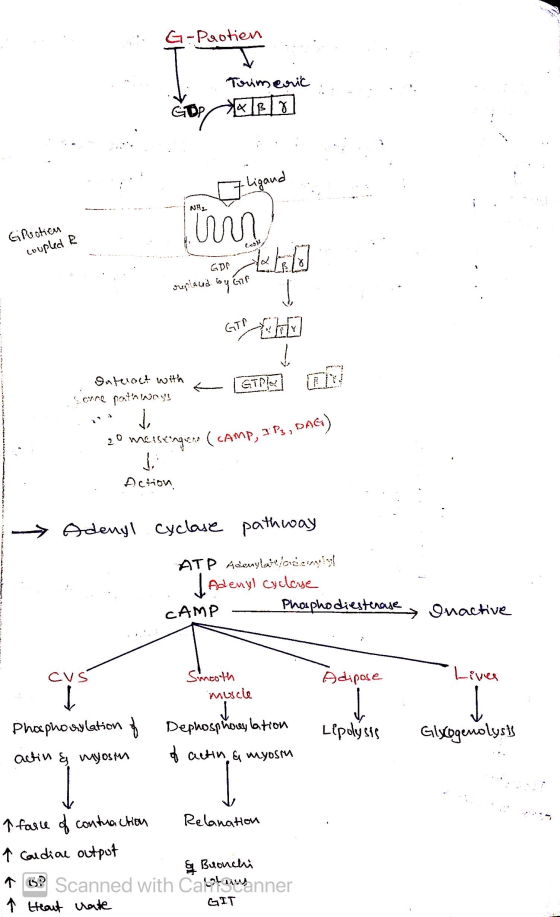 G-Protien Toimenic & Blo GOP • Ligand NH លា Gipuotien coupled ? GDP الاعلای replaced by Gr GTP Try Į GTP Ontuoct with Soare p