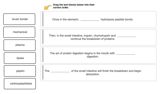 Drag the text blocks below into their correct order. brush border Once in the stomach, hydrolyzes peptide bonds. mechanical T