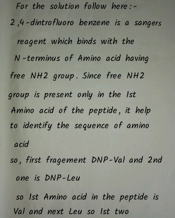 For the solution follow here : - 2,4-dintrofluoro benzene is a sangers reagent which binds with the N-terminus of Amino acid