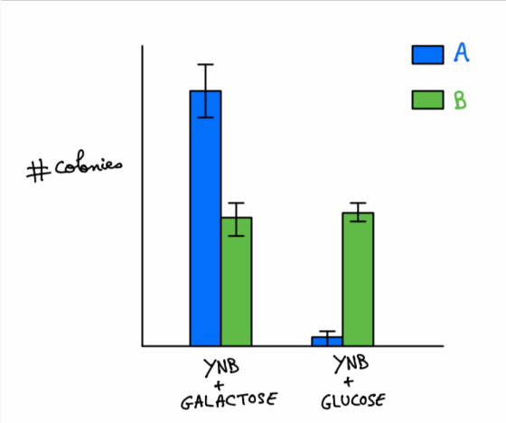 colonies HA YNB YNB GALACTOSE GLUCOSE