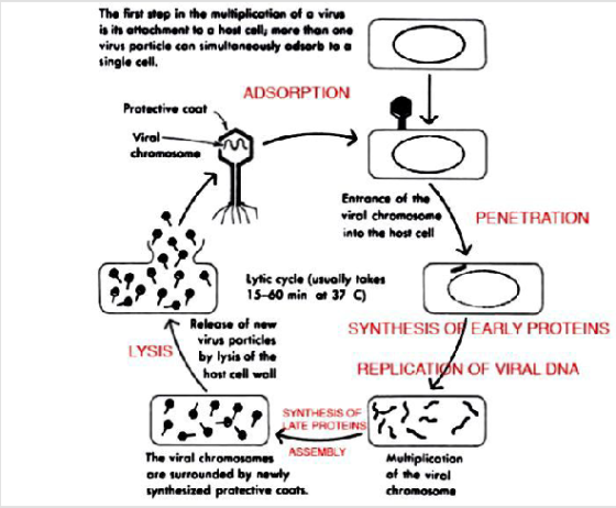 The first step in the multiplication of a virus is in attachment to a how call, more than one virus porticle con simultaneous